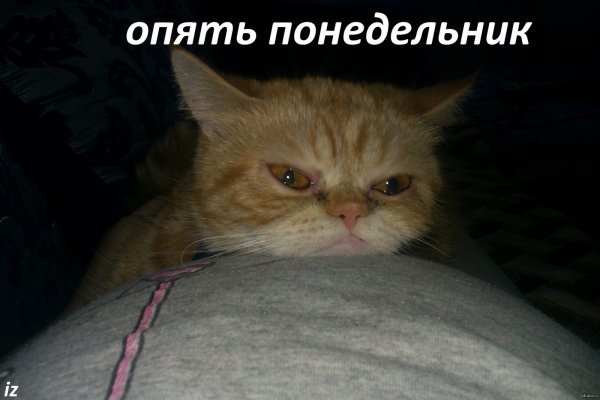 Кот опять понедельник