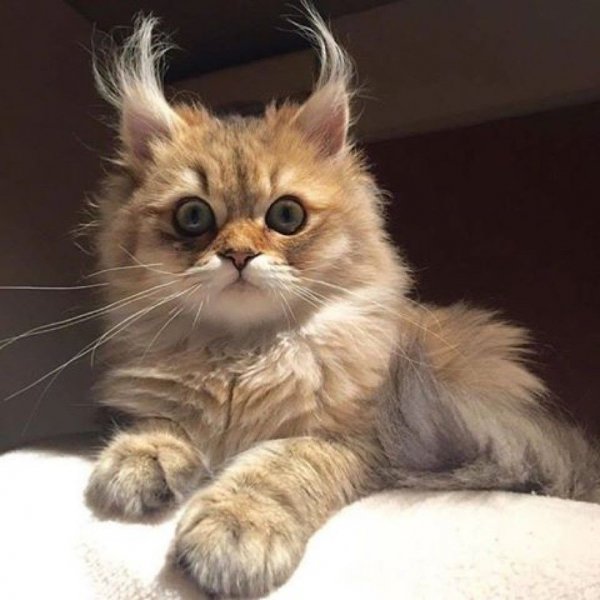Кот понедельник