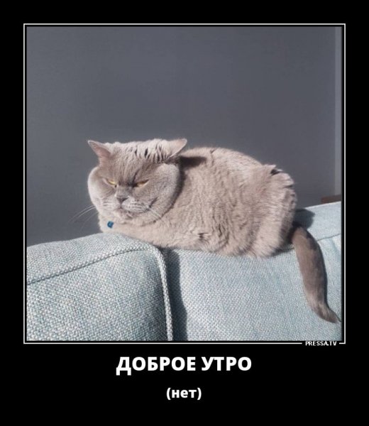 Кот утро понедельника