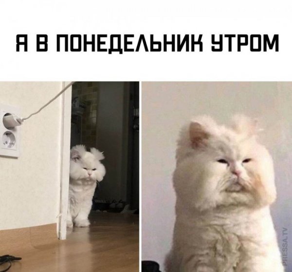 Котик понедельник
