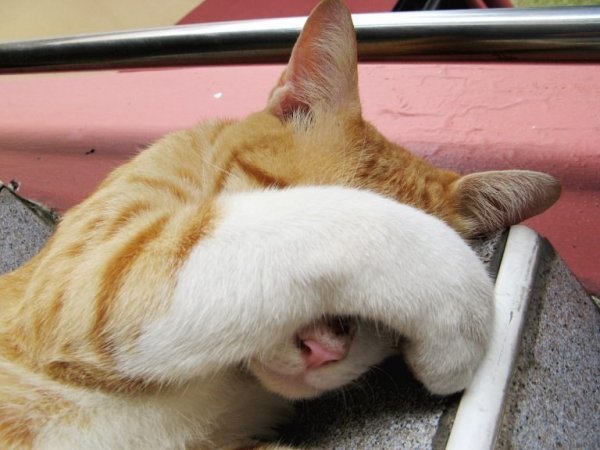 Коты понедельник