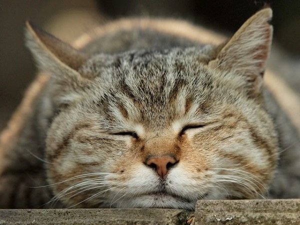Спящий кот с открытым ртом