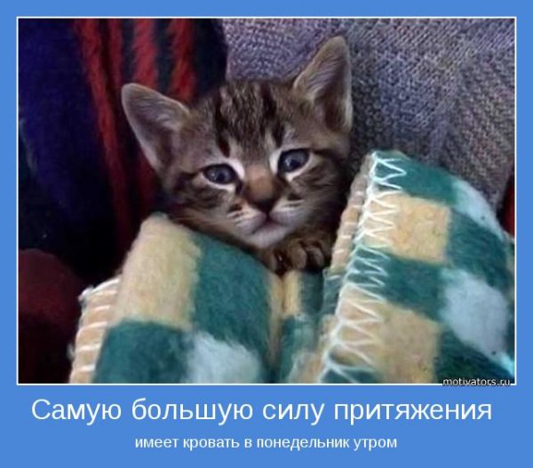 Кошки в понедельник