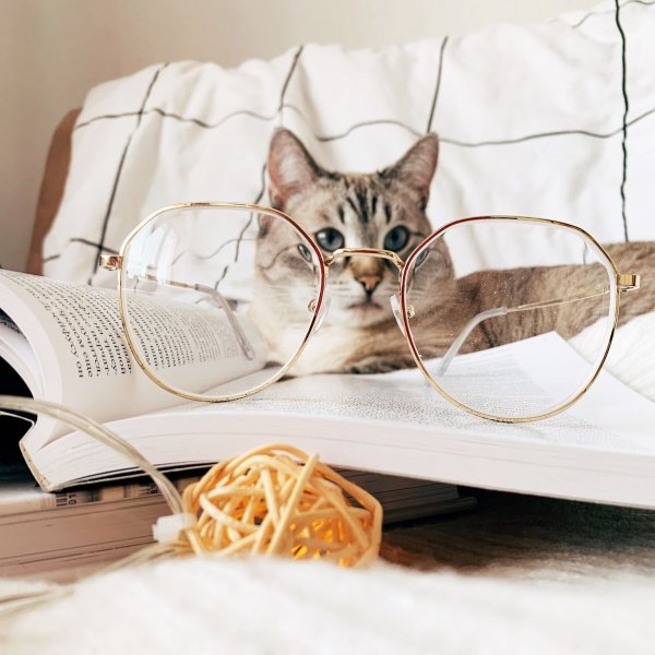 Хорошей недели с котиками