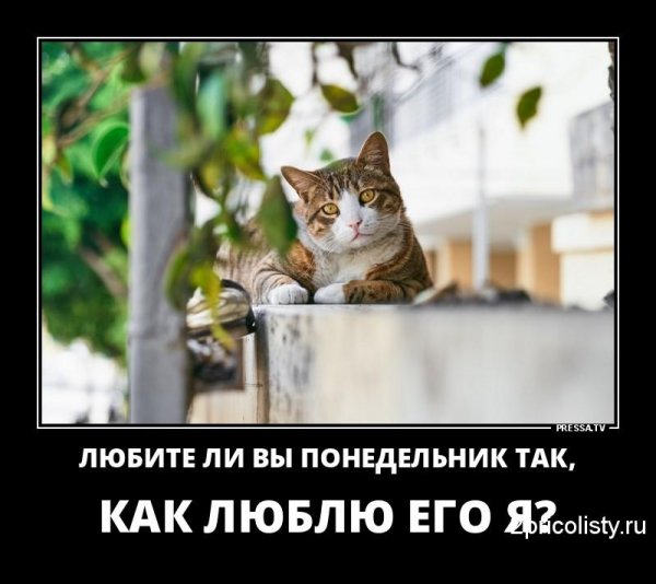 Понедельник кот демотиватор
