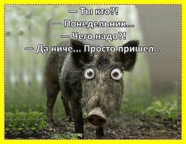 Понедельник юмор