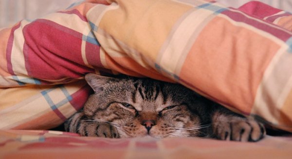 Утро понедельника котики