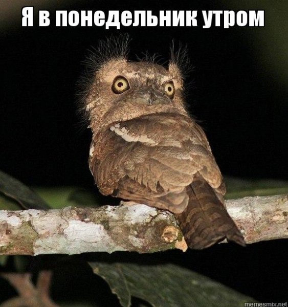 Мем я утром в понедельник