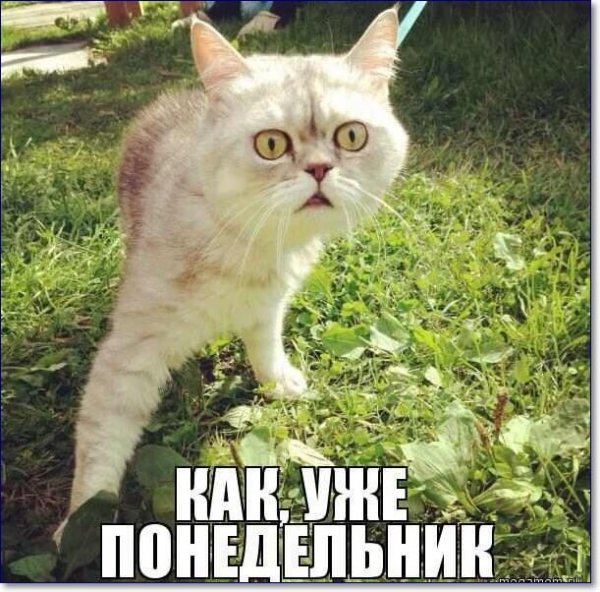 Понедельник на работу прикольные с котами