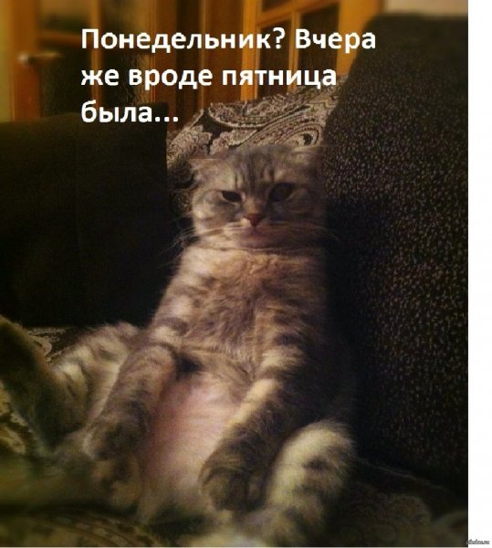 Прикольные коты в понедельник