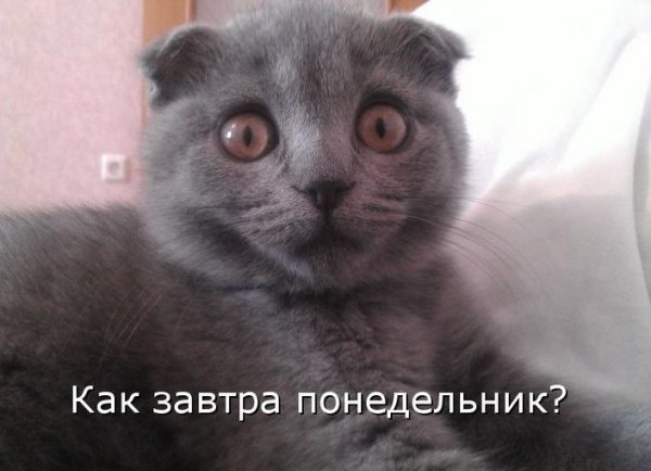 Завтра понедельник