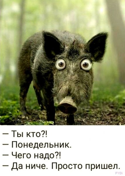 Шутки про понедельник