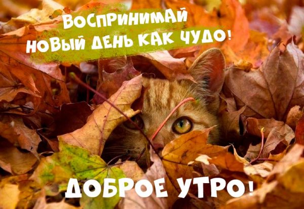 Доброе осеннее утро с котиками