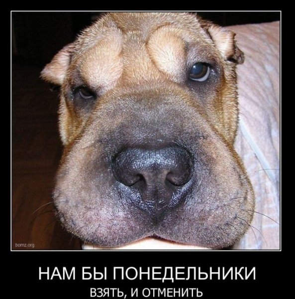 Смешное про понедельник