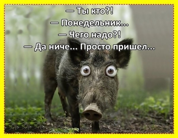 Понедельник юмор