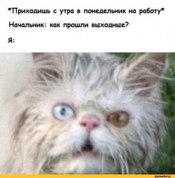 Я В понедельник утром