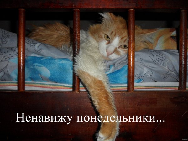 Гарфилд ненавижу Понедельники