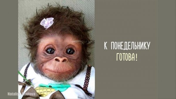 Понедельник картинки прикольные