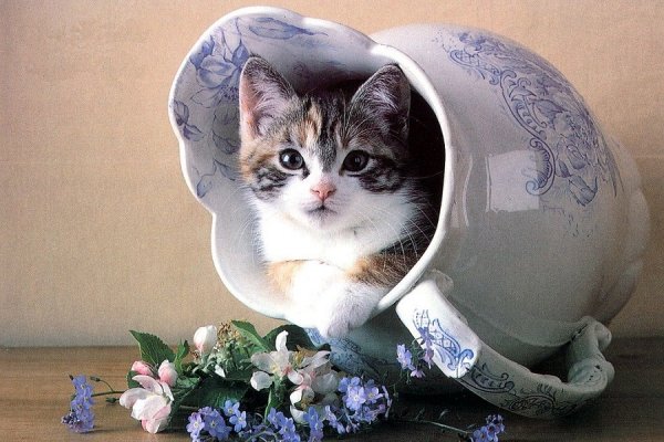 Котенок в вазе