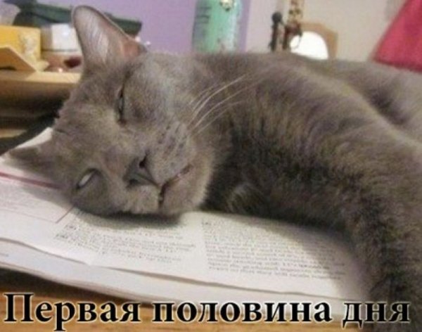 Коты понедельник