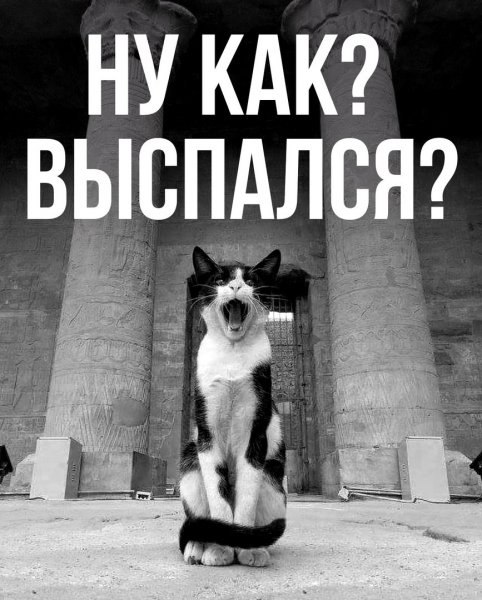 Коты понедельник