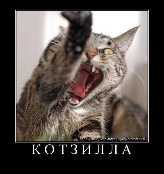 Смешные животные с надписями