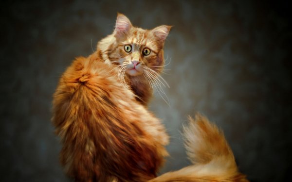 Рыжий кот Мейн кун