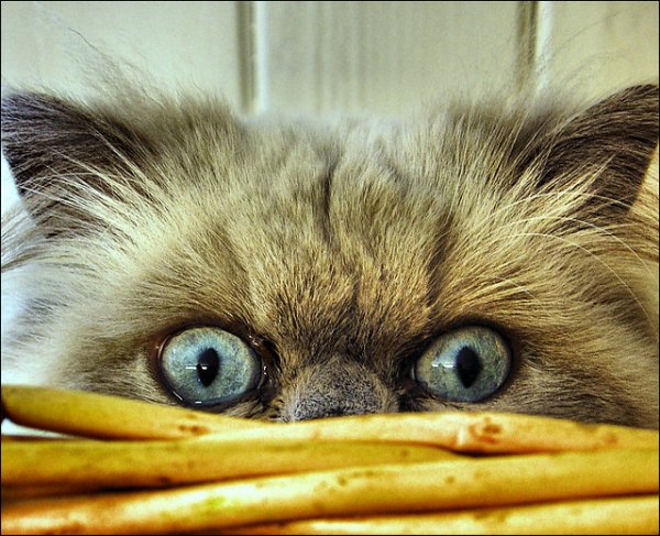 Котик понедельник