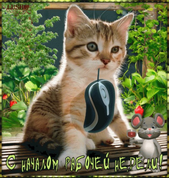 Удачной недели коты
