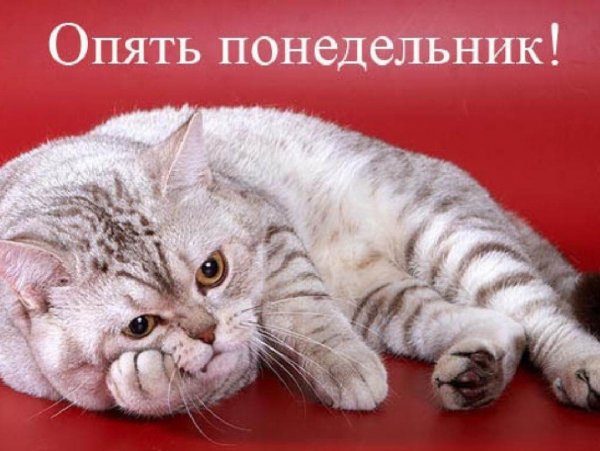 Опять понедельник