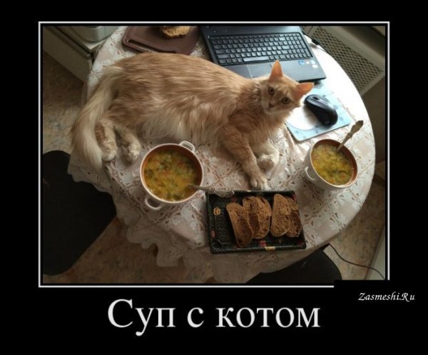 Суп с котом демотиватор
