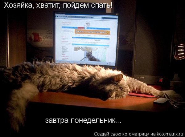Кот устал
