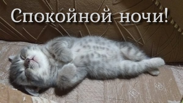 Замученный кот