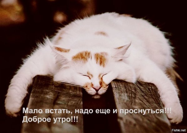 Кот утро воскресенья