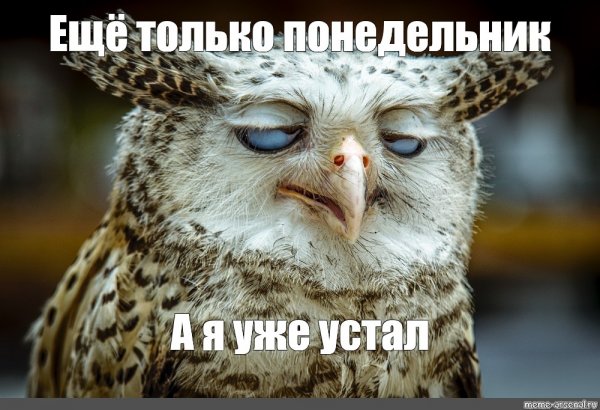 Котик зевает