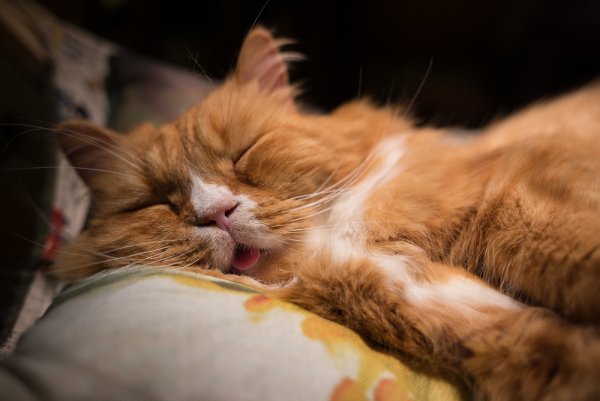 Котик понедельник