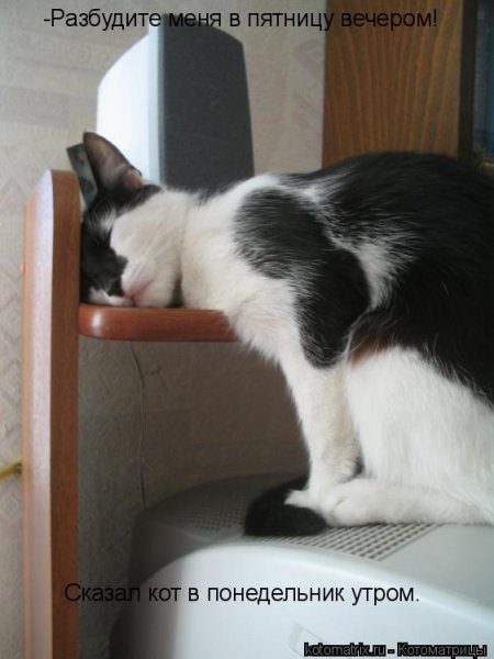 Кот ждет пятницу