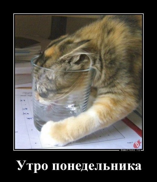 Кот понедельник