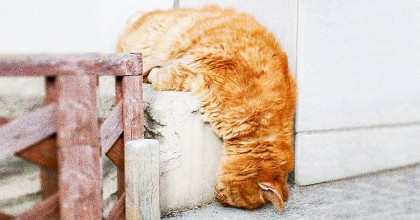 Котенок спит стоя