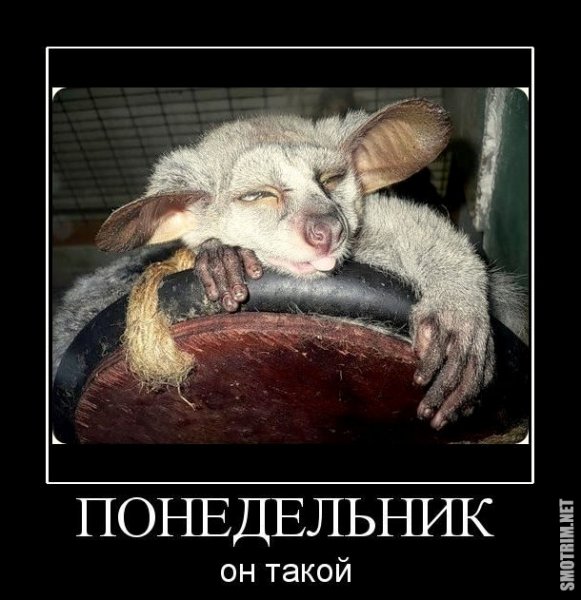 Понедельник демотиваторы смешные