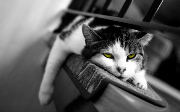 Котик устал
