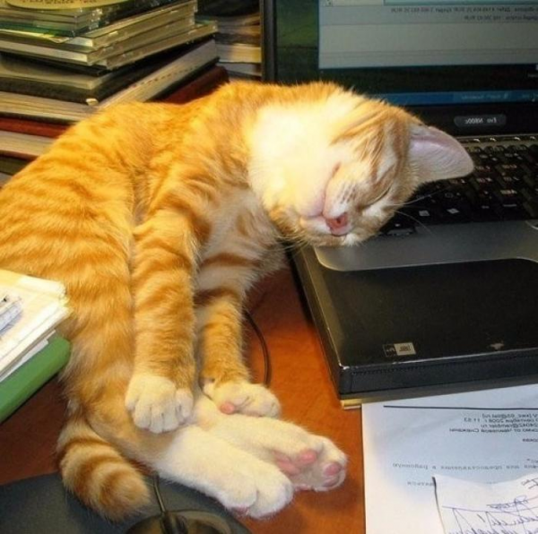 Кот на работе