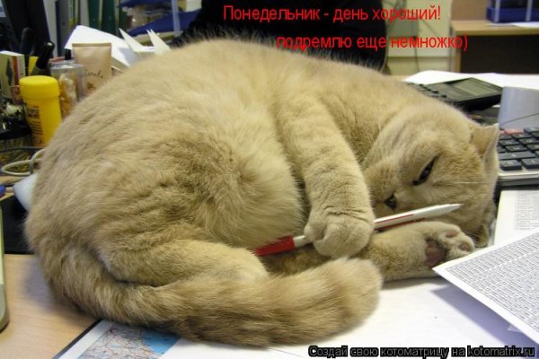 Котики на работе прикол