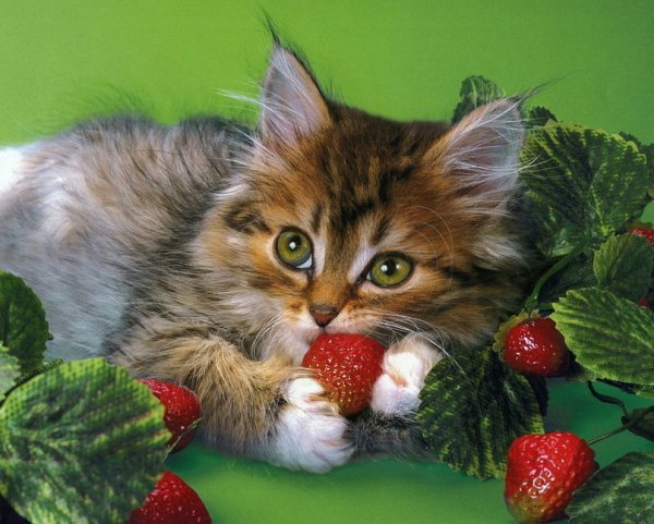 Котик с клубникой