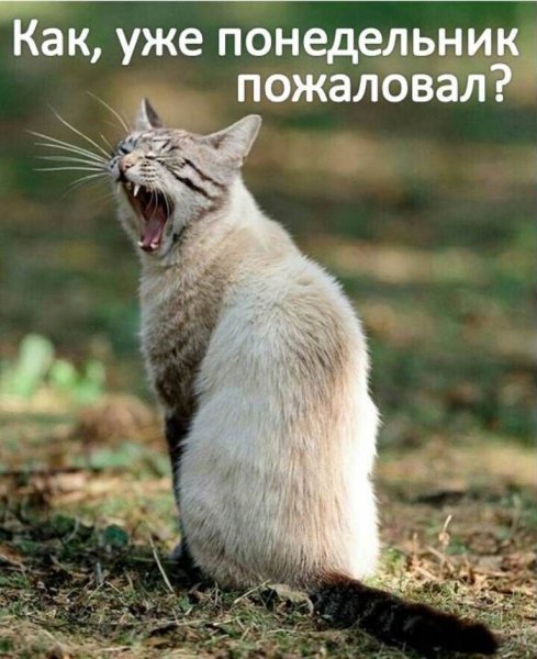 Доброе мартовское утро понедельника