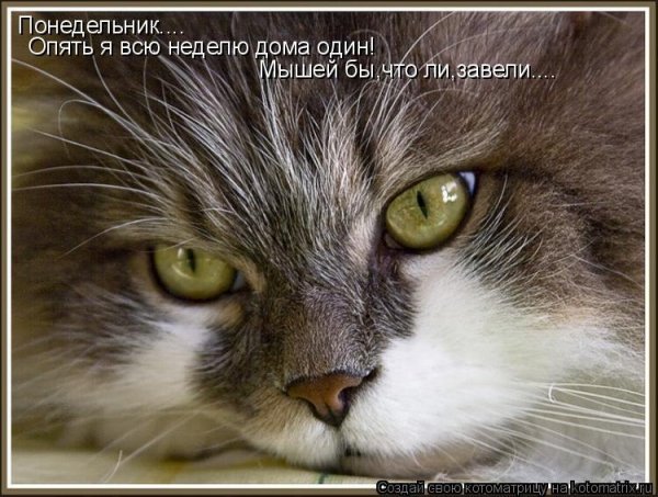Кошки в понедельник