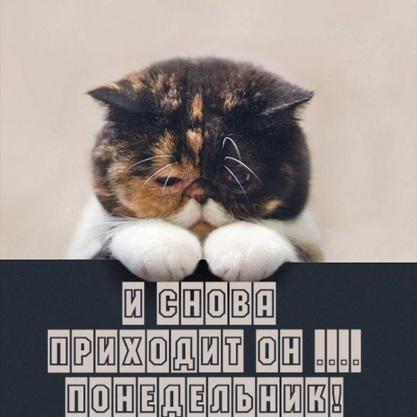 Открытки и снова понедельник