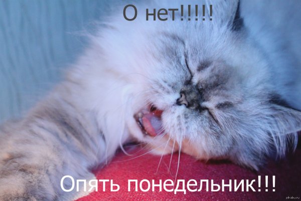 Опять понедельник приколы