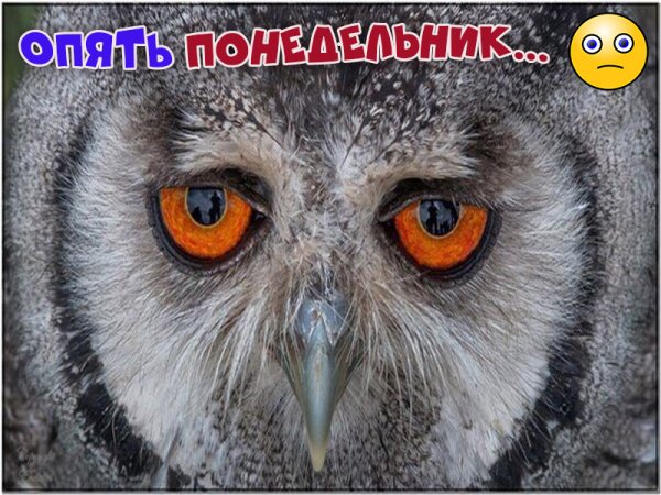 Понедельник приколы