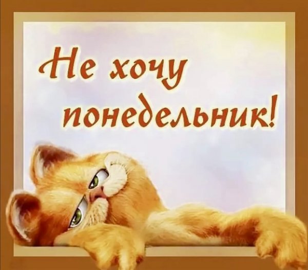 Завтра понедельник котики